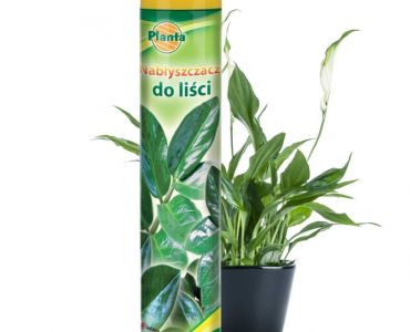 Балсам за лъскави листа Planta